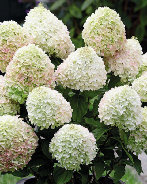 Гортензия метельчатая (Hydrangea paniculata) Summer Snow