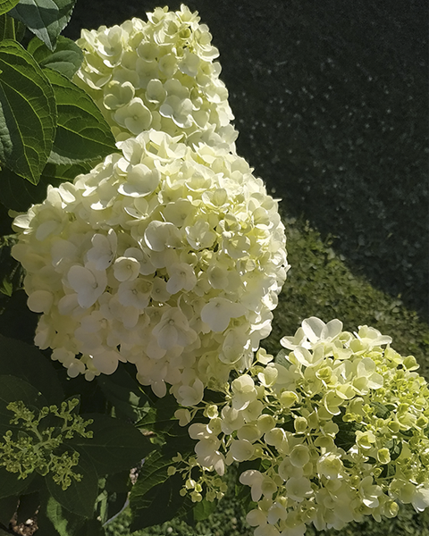 Гортензия метельчатая (Hydrangea paniculata) Summer Snow