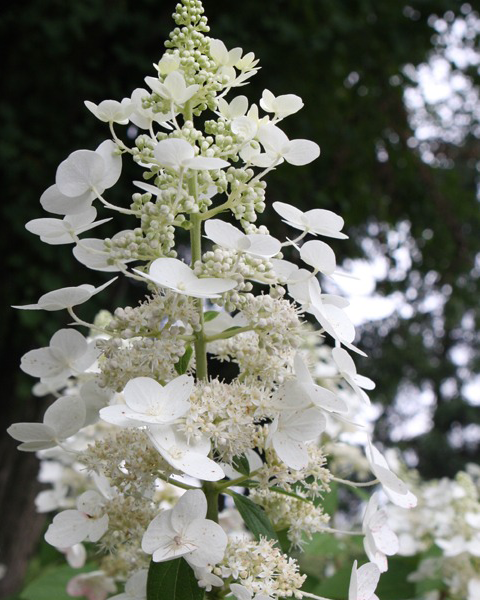 Гортензия метельчатая (Hydrangea paniculata) Tardiva