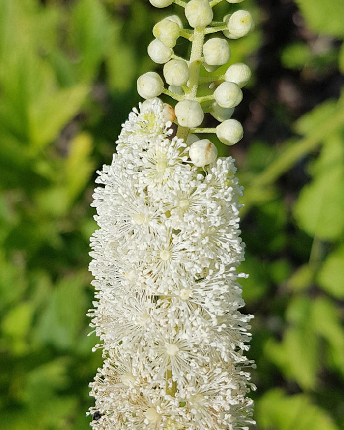 Клопогон японский (Cimicifuga japonica) Silver Dance