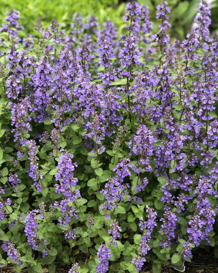 Котовник Фассена (Nepeta faassenii) Pursian Blue