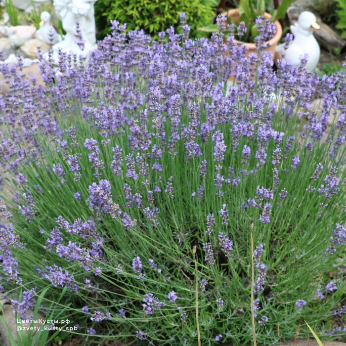 Лаванда узколистная (Lavandula angustifolia)