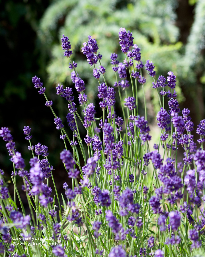 Лаванда узколистная (Lavandula angustifolia)