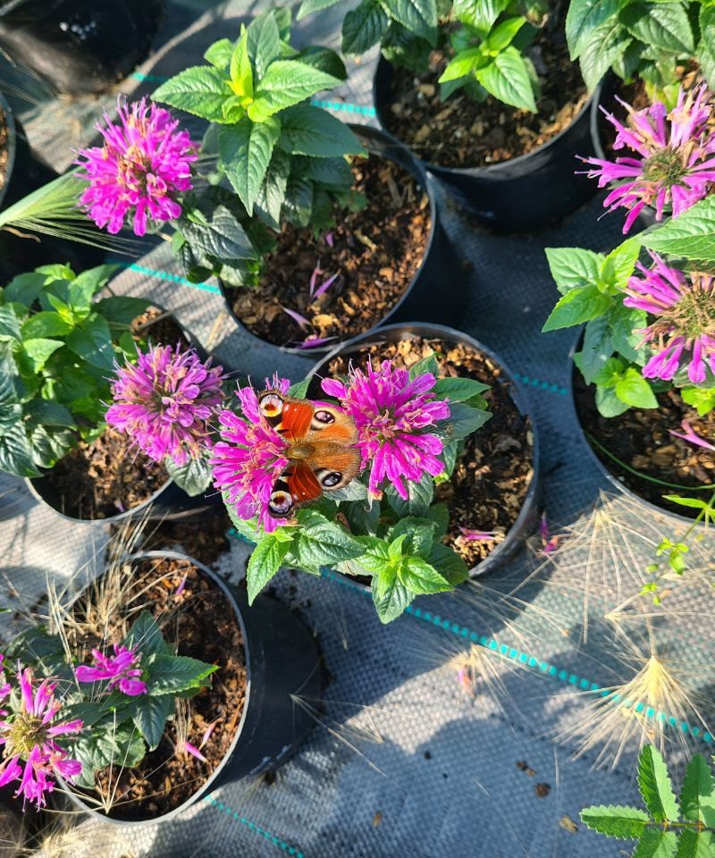 Монарда гибридная (Monarda hybrid) Bаby Space