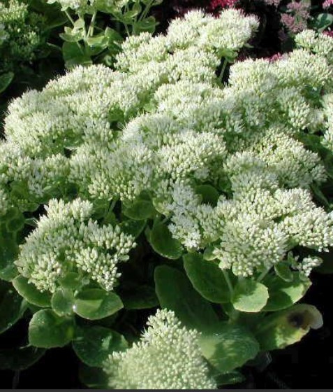 Очиток видный (Sedum spectabile) Iceberg