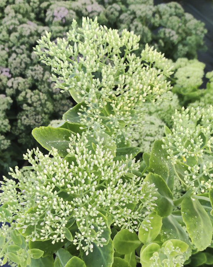 Очиток видный (Sedum spectabile) Iceberg