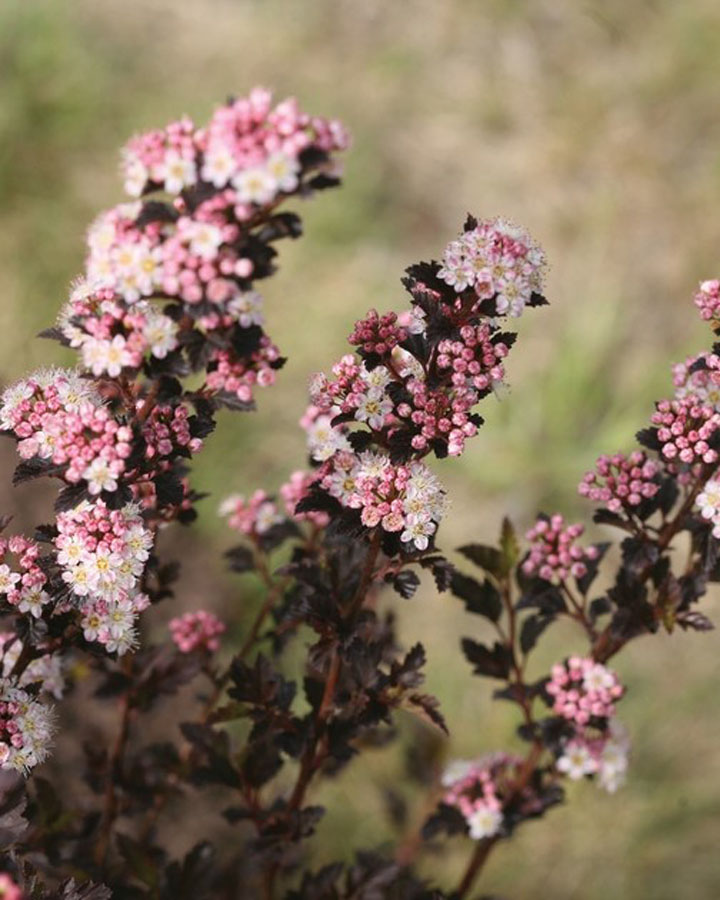 Пузыреплодник калинолистный (Physocarpus opulifolius) Tiny Wine