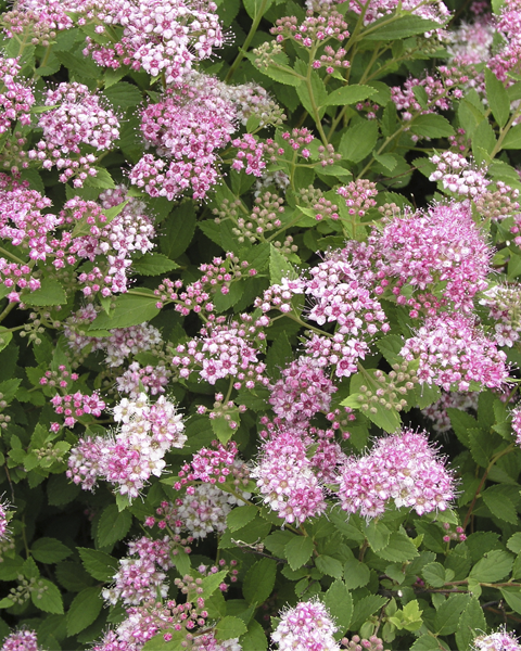 Спирея японская (Spiraea japonica) Little Princess