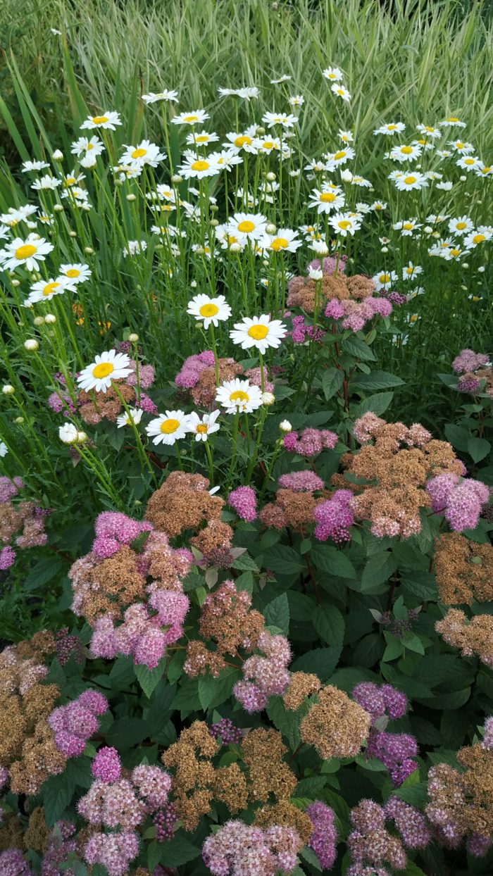 Спирея японская (Spiraea japonica) Froebelii