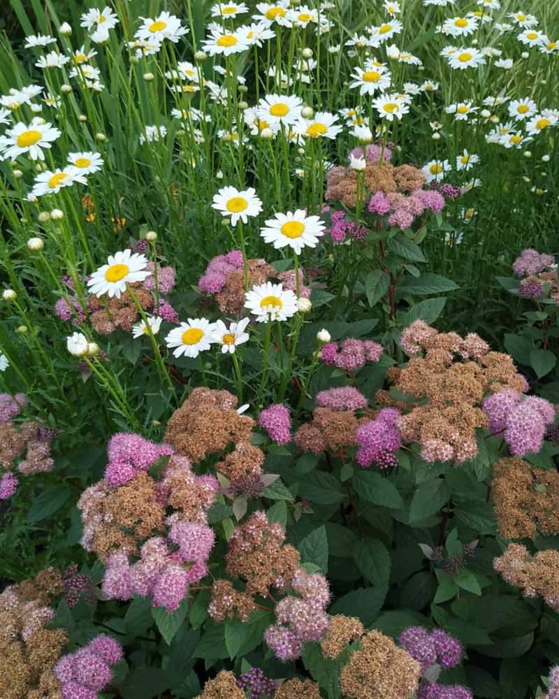 Спирея японская (Spiraea japonica) Froebelii