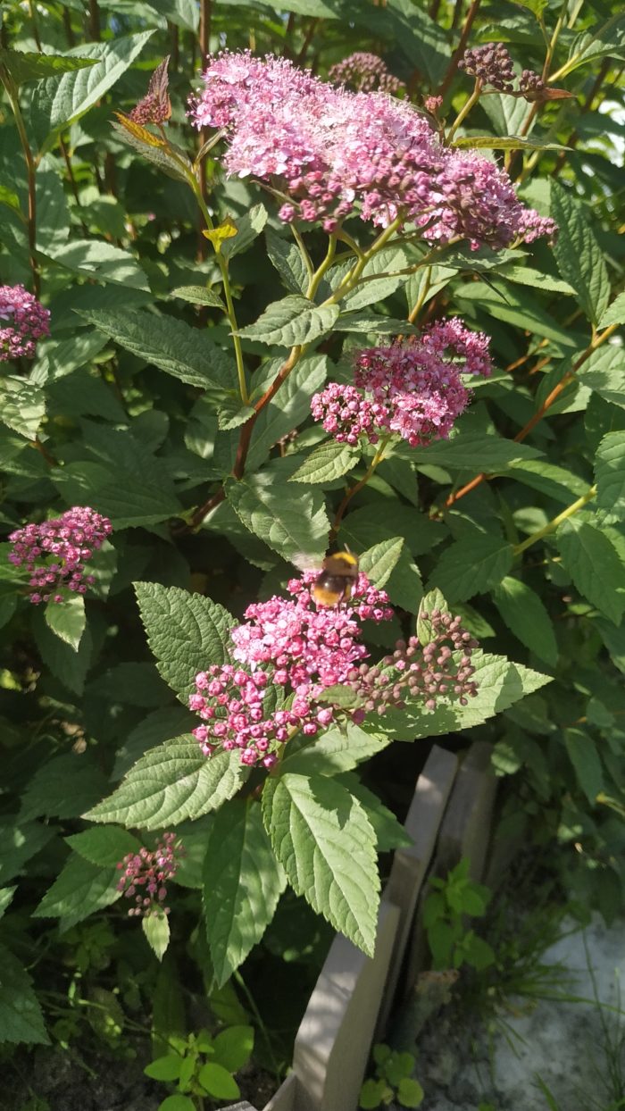 Спирея японская (Spiraea japonica) Froebelii