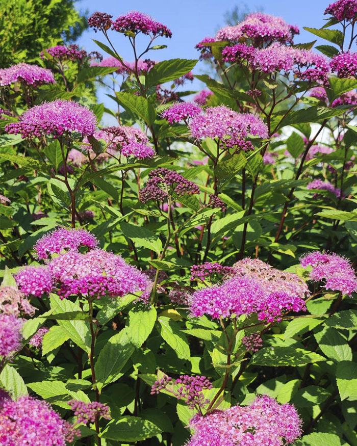 Спирея японская (Spiraea japonica) Froebelii