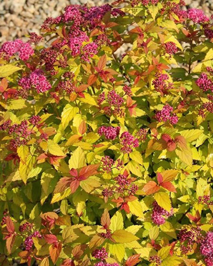 Спирея японская (Spiraea japonica) Goldflame