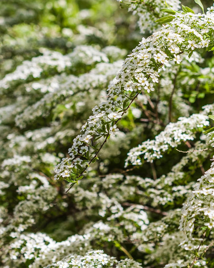 Спирея японская (Spiraea japonica) Grefsheim