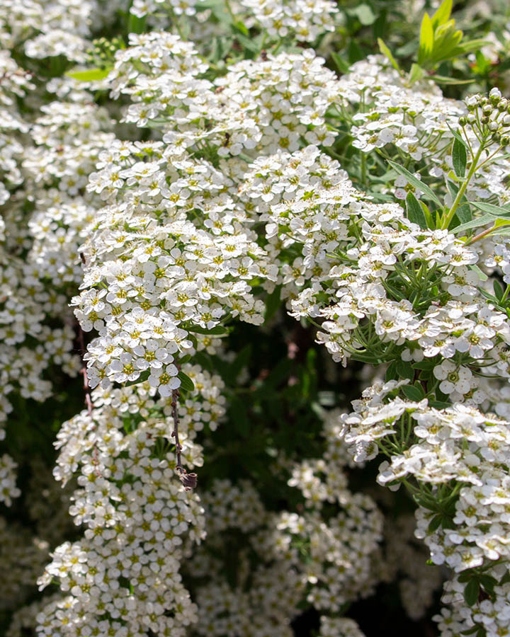 Спирея японская (Spiraea japonica) Grefsheim