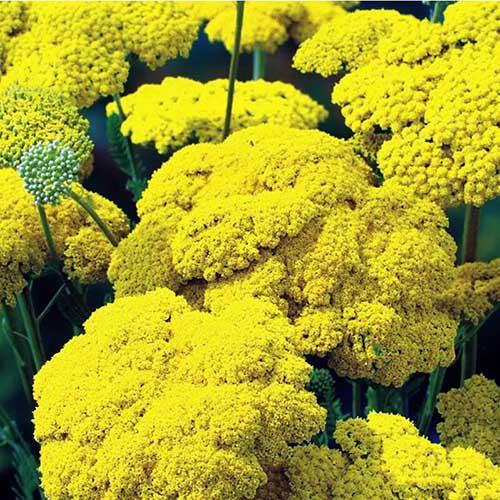 Тысячелистник таволговый (Achillea filipendulina) Parkers Variety