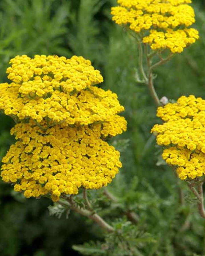 Тысячелистник таволговый (Achillea filipendulina) Parkers Variety