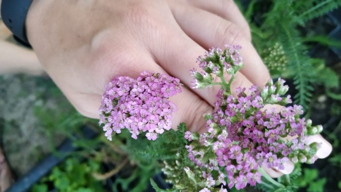 Тысячелистник обыкновенный (Achillea millefolium) Colorado mix