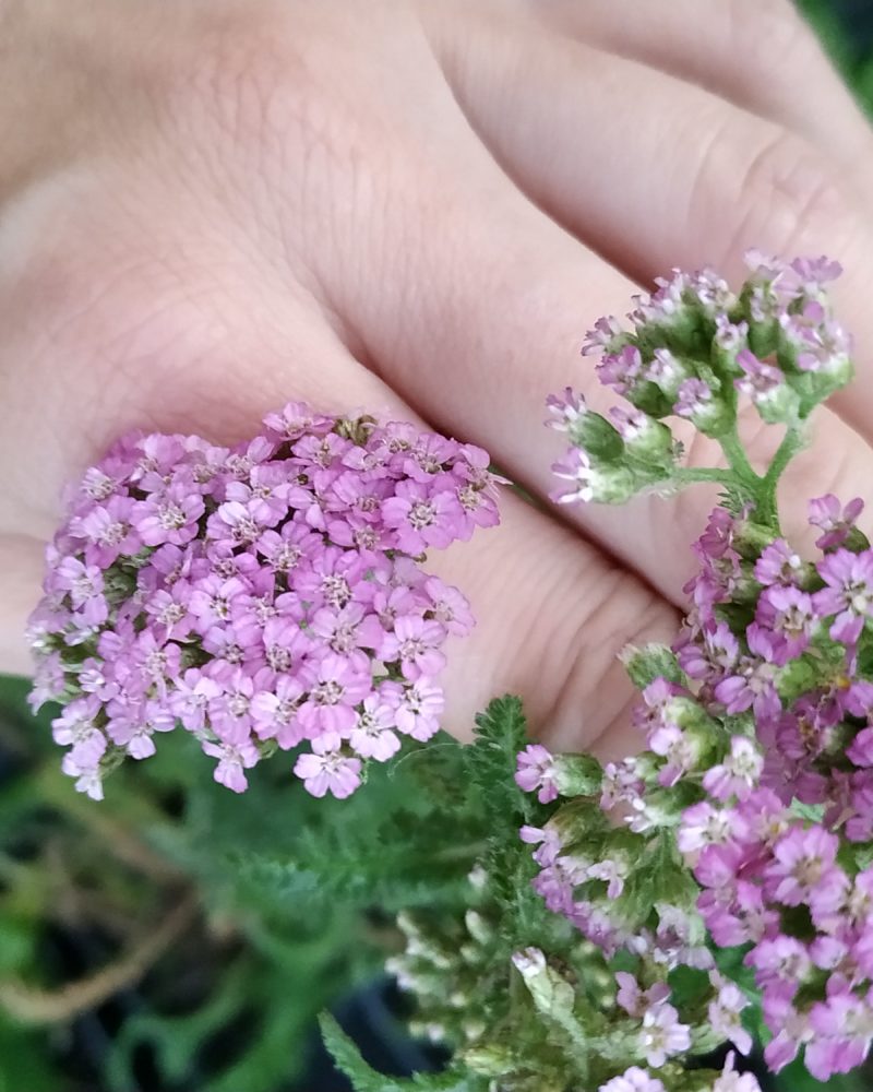 Тысячелистник обыкновенный (Achillea millefolium) Colorado mix