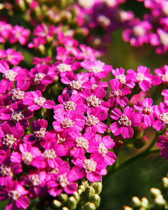 Тысячелистник обыкновенный (Achillea millefolium) Colorado mix