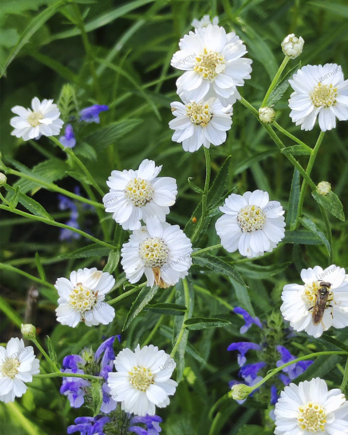 Тысячелистник птармика (Achillea ptarmica) Pearl-Group