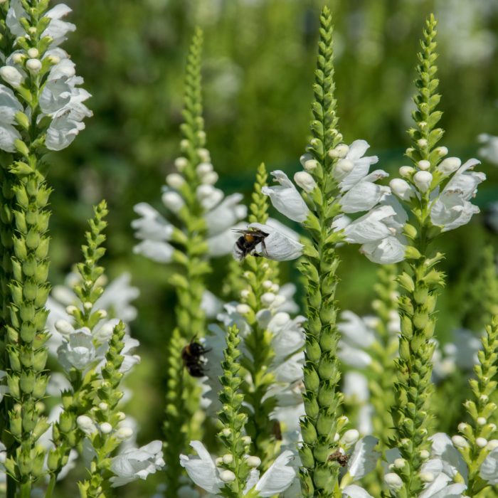 Физостегия виргинская (Physostegia virginiana) Alba