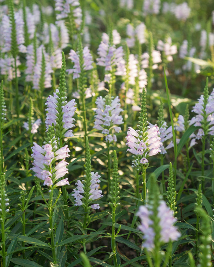 Физостегия виргинская (Physostegia virginiana) Alba