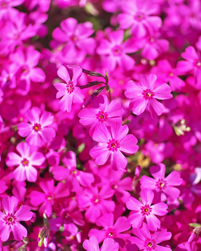 Флокс шиловидный (Phlox subulata) Atropurpurea