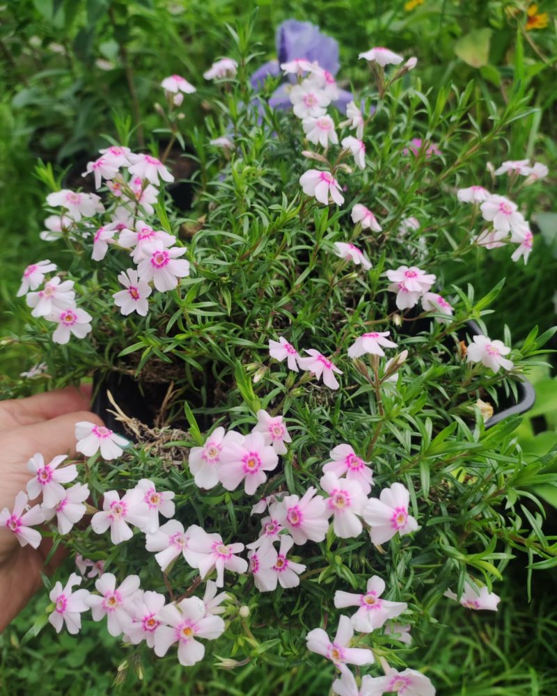 Флокс шиловидный (Phlox subulata) Coral Eye