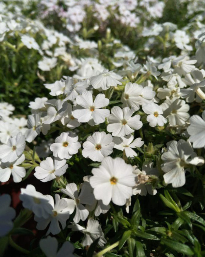 Флокс шиловидный (Phlox subulata) Meinschnee