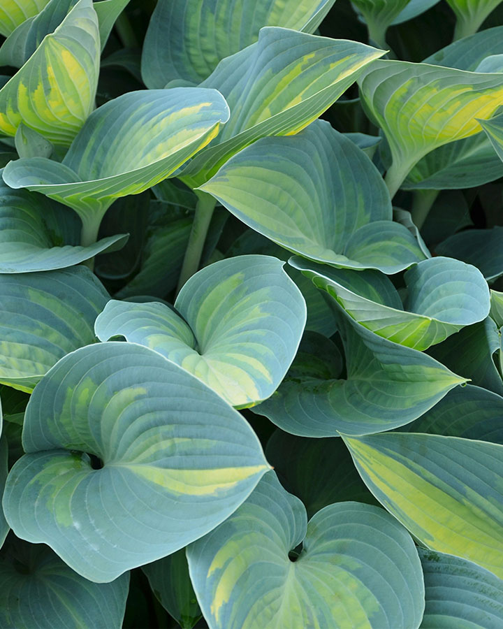 Хоста (Hosta) Grand Marquee