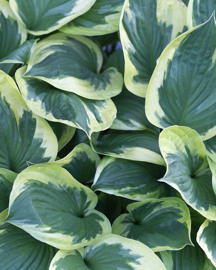 Хоста (Hosta) Wide Brim