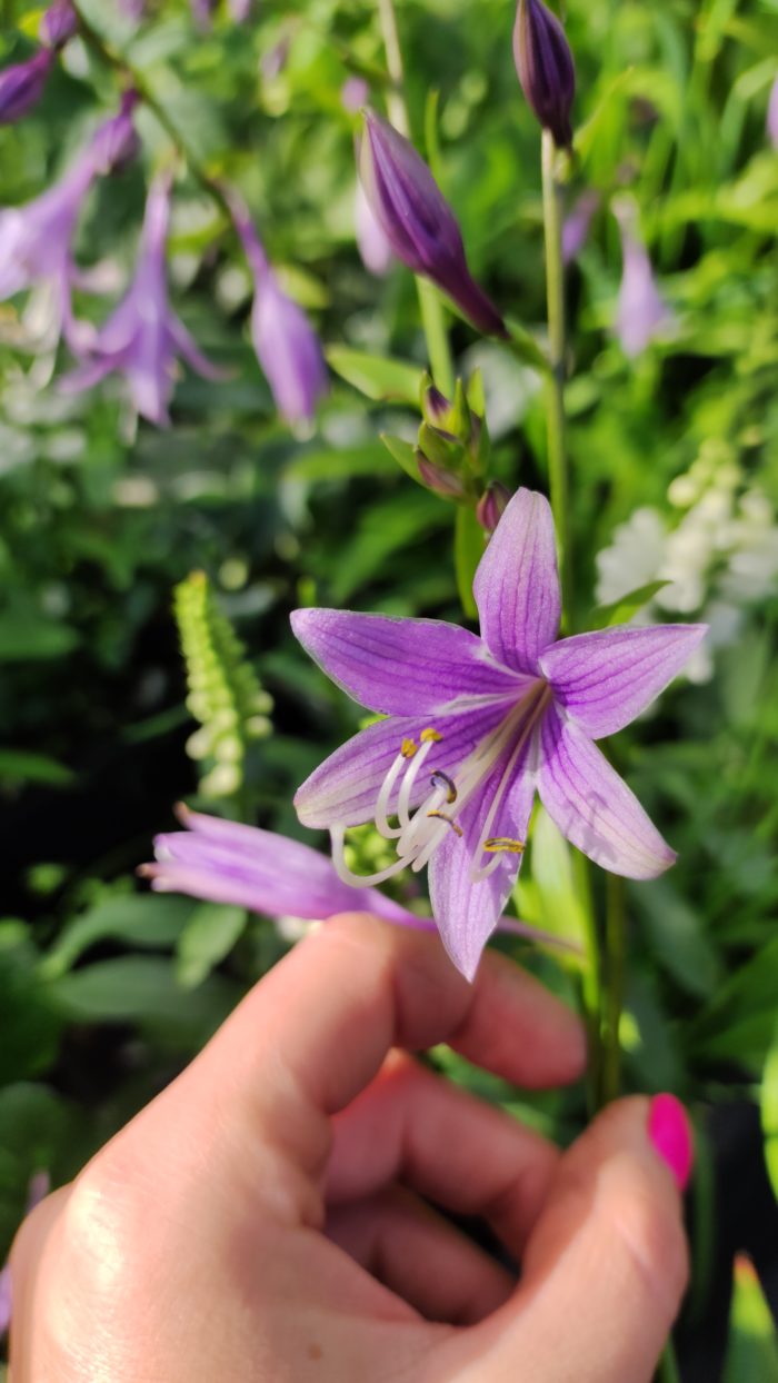 Хоста ланцетолистная (Hosta Lancifolia)