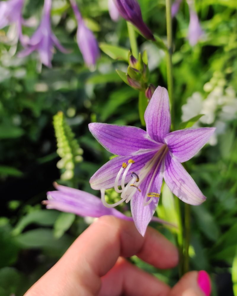 Хоста ланцетолистная (Hosta Lancifolia)