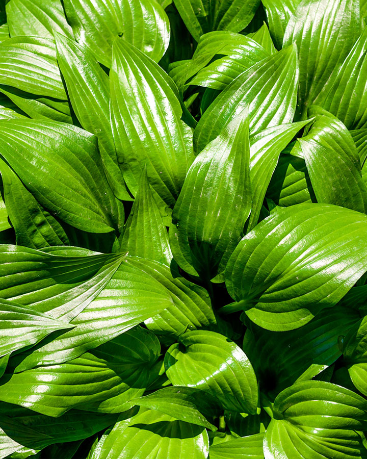 Хоста ланцетолистная (Hosta Lancifolia)