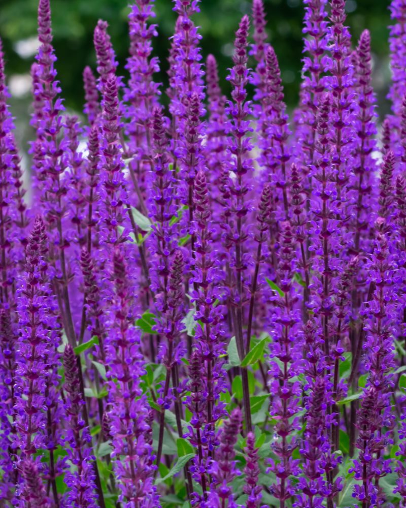 Шалфей дубравный (Salvia nemorosa) Caradonna