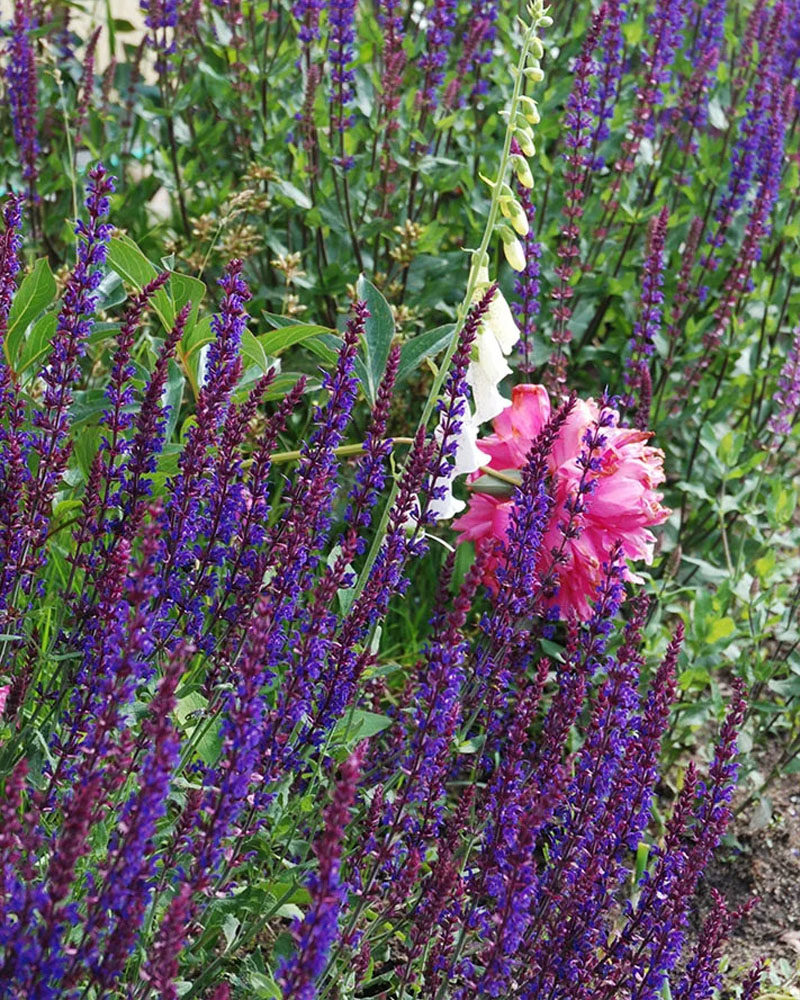 Шалфей дубравный (Salvia nemorosa) Caradonna