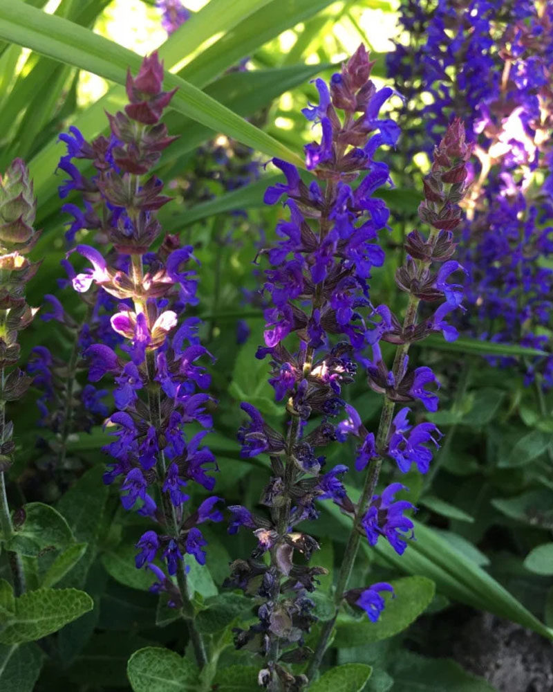 Шалфей дубравный (Salvia nemorosa) Marcus