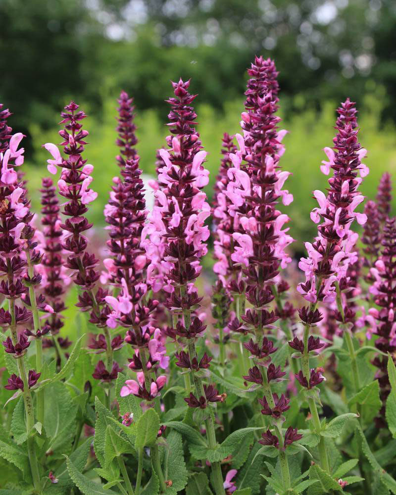 Шалфей дубравный (Salvia nemorosa) Rosakönigin