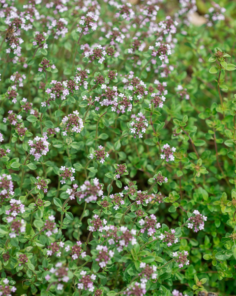 Тимьян лимоннопахнущий (Thymus citriodorus) Lemon