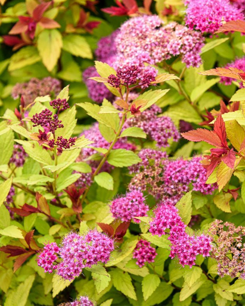 Спирея японская (Spiraea japonica) Hubert Gold