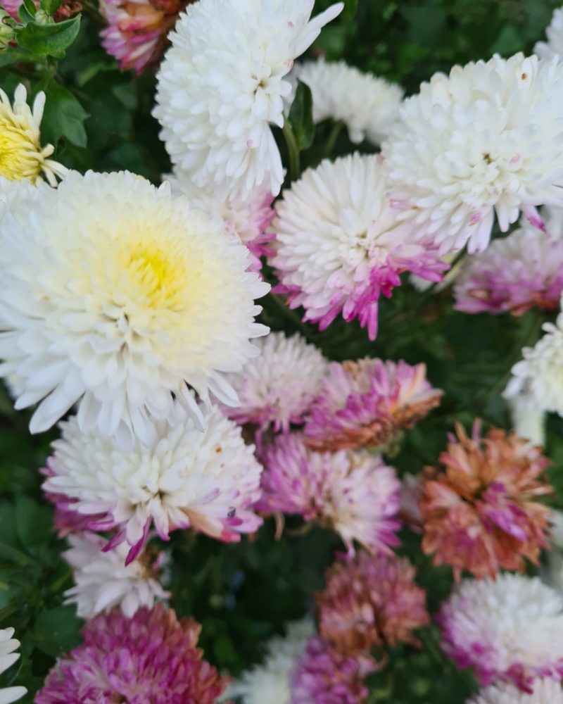 Хризантема корейская (Chrysanthemum koreanum ) Умка