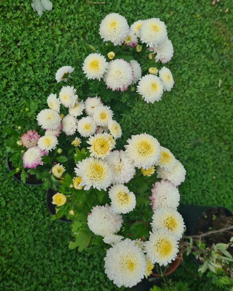 Хризантема корейская (Chrysanthemum koreanum ) Умка