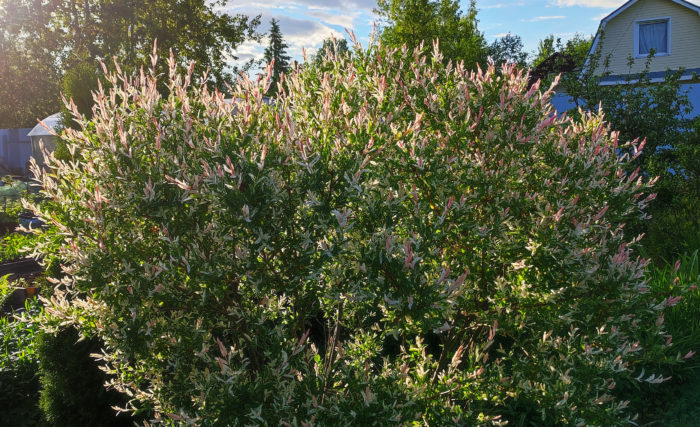 Ива цельнолистная (Salix integra) Hakuro Nishiki