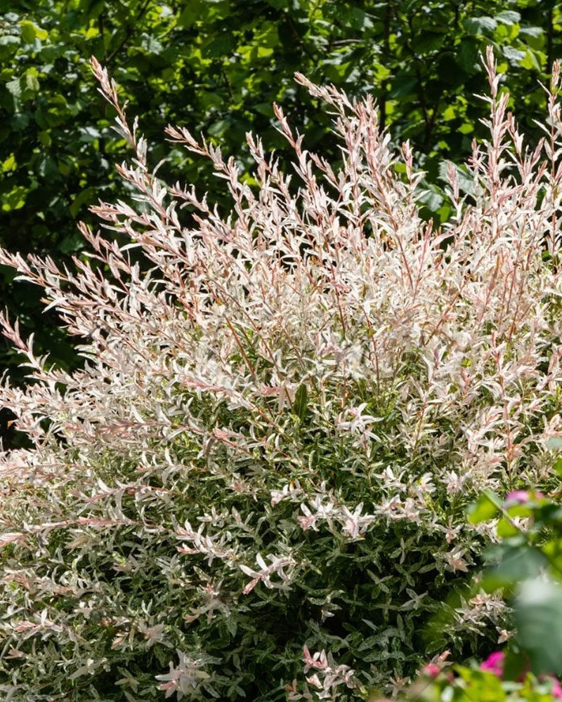 Ива цельнолистная (Salix integra) Hakuro Nishiki