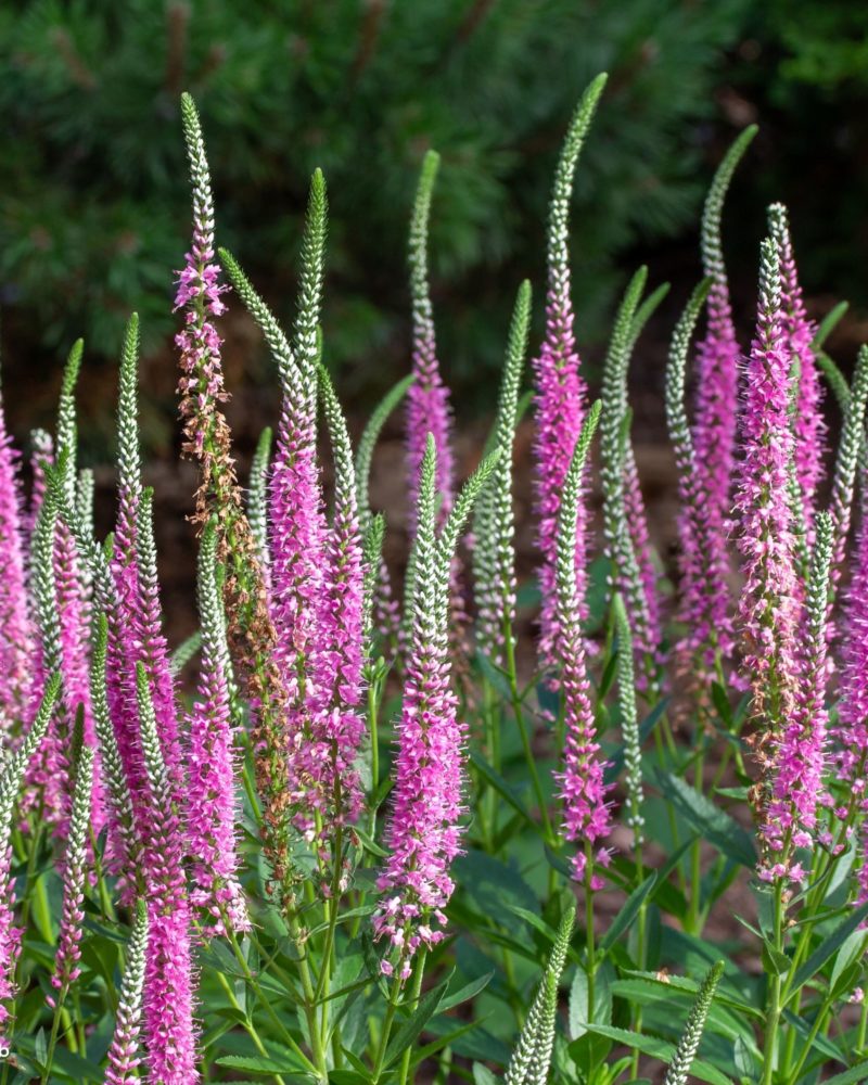 Вероника колосковая (Veronica spicata)