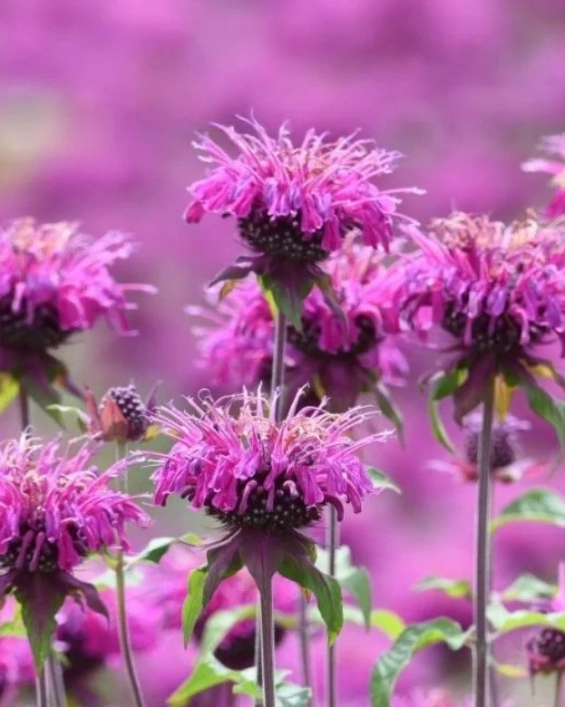 Монарда дудчатая (Monarda fistulosa)