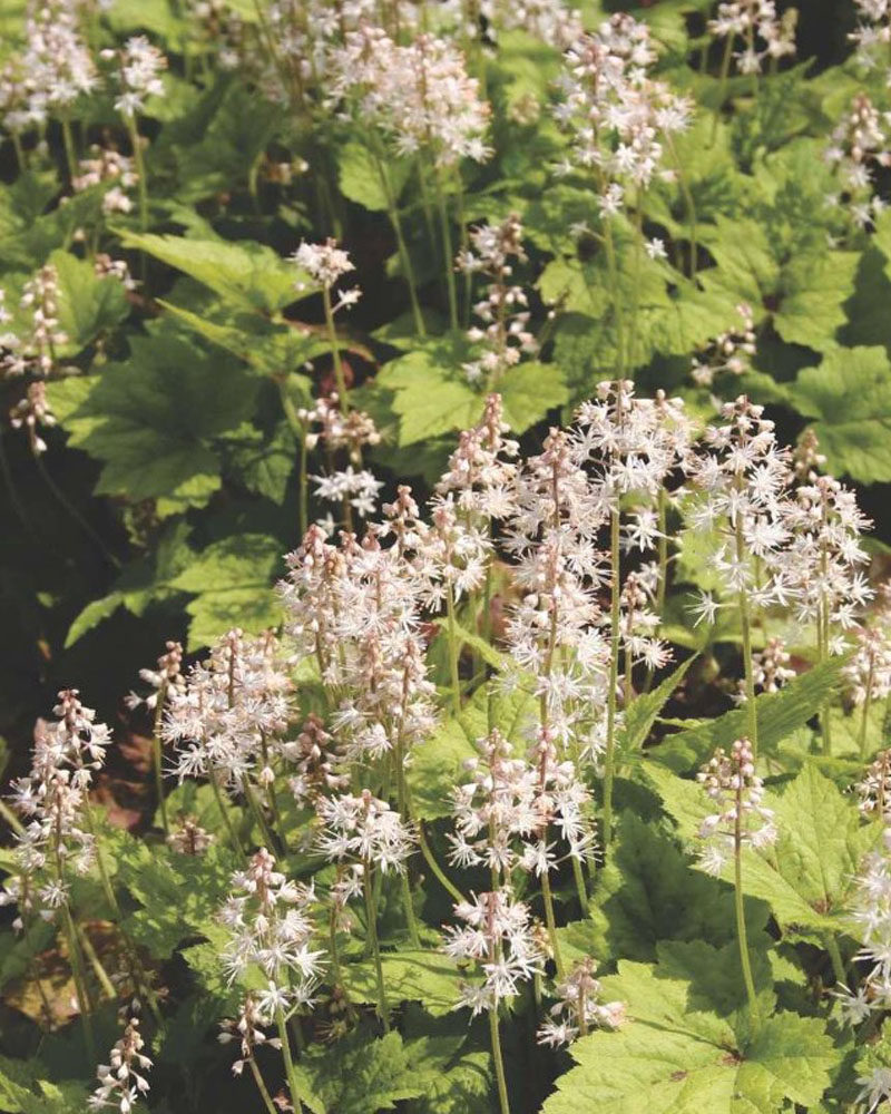 Тиарелла верри (Tiarella wherryi)