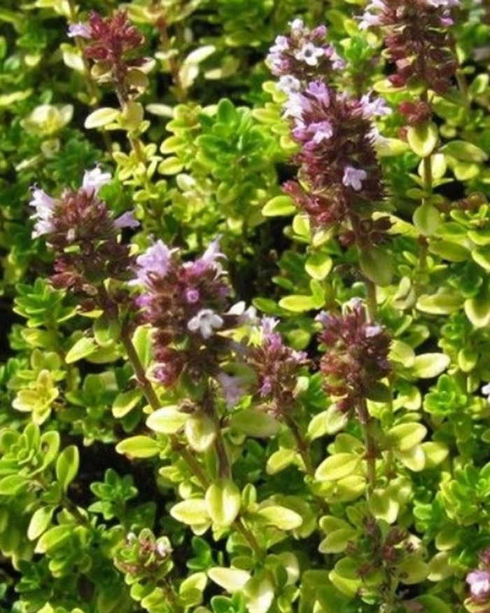 Тимьян лимоннопахнущий (Thymus citriodorus) Bertram Anderson