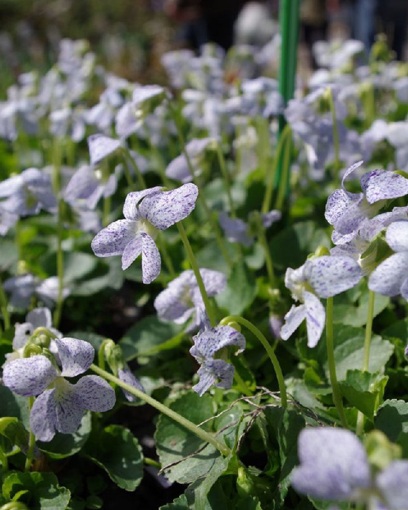 Фиалка (Viola sororia Freckles)